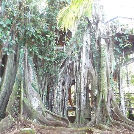 Topos Tree House كويتا المظهر الخارجي الصورة
