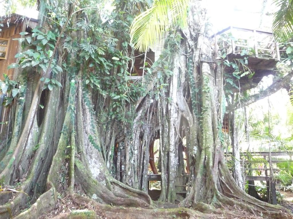 Topos Tree House كويتا المظهر الخارجي الصورة