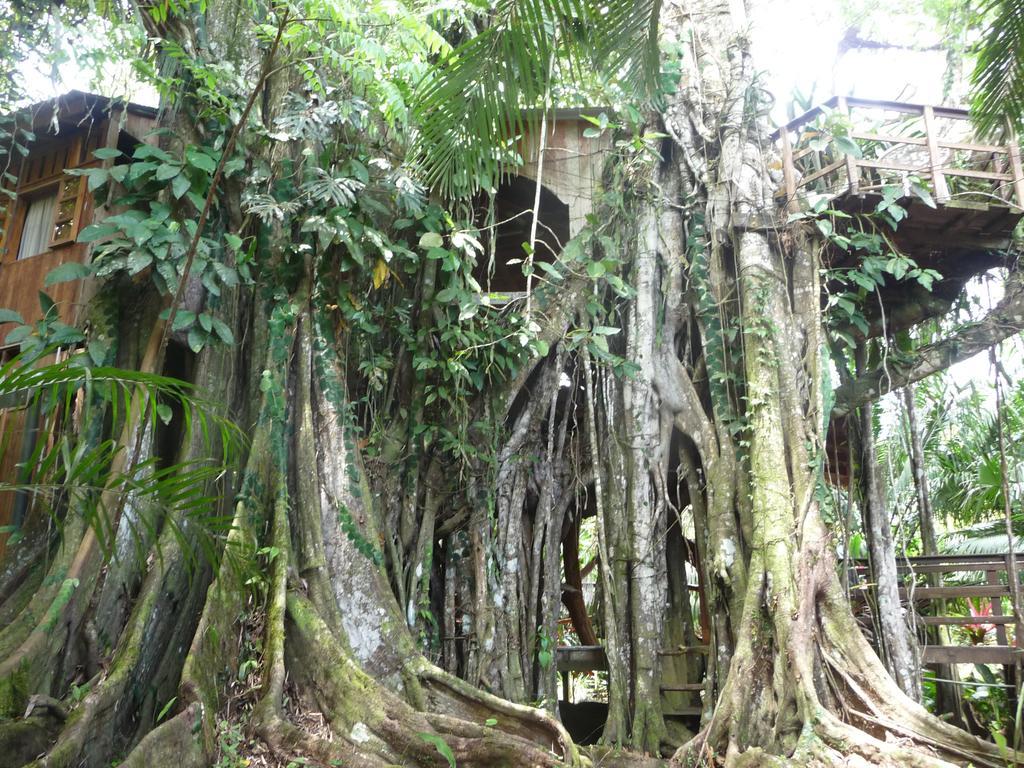 Topos Tree House كويتا المظهر الخارجي الصورة