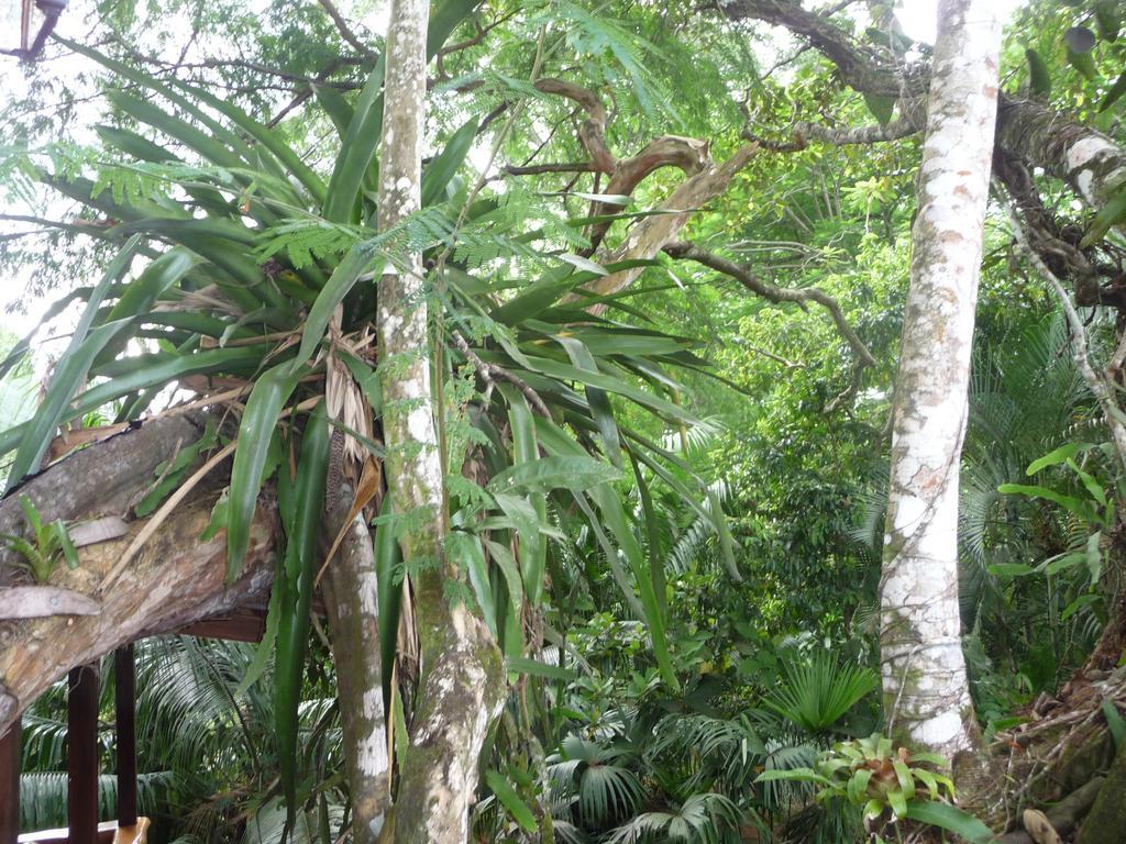 Topos Tree House كويتا المظهر الخارجي الصورة