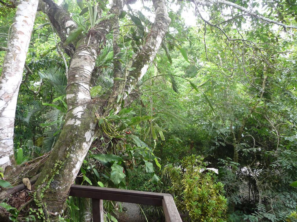 Topos Tree House كويتا المظهر الخارجي الصورة