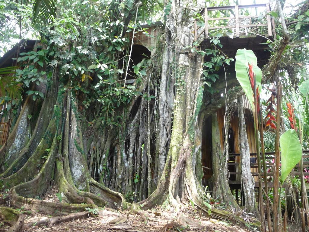 Topos Tree House كويتا المظهر الخارجي الصورة