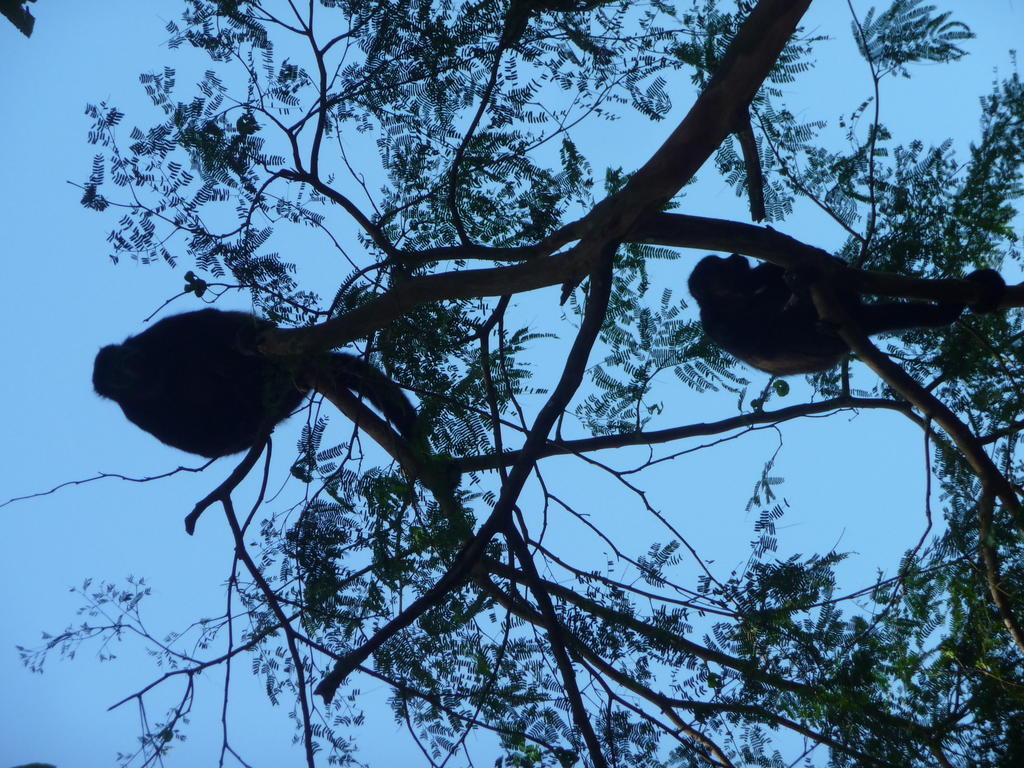 Topos Tree House كويتا المظهر الخارجي الصورة